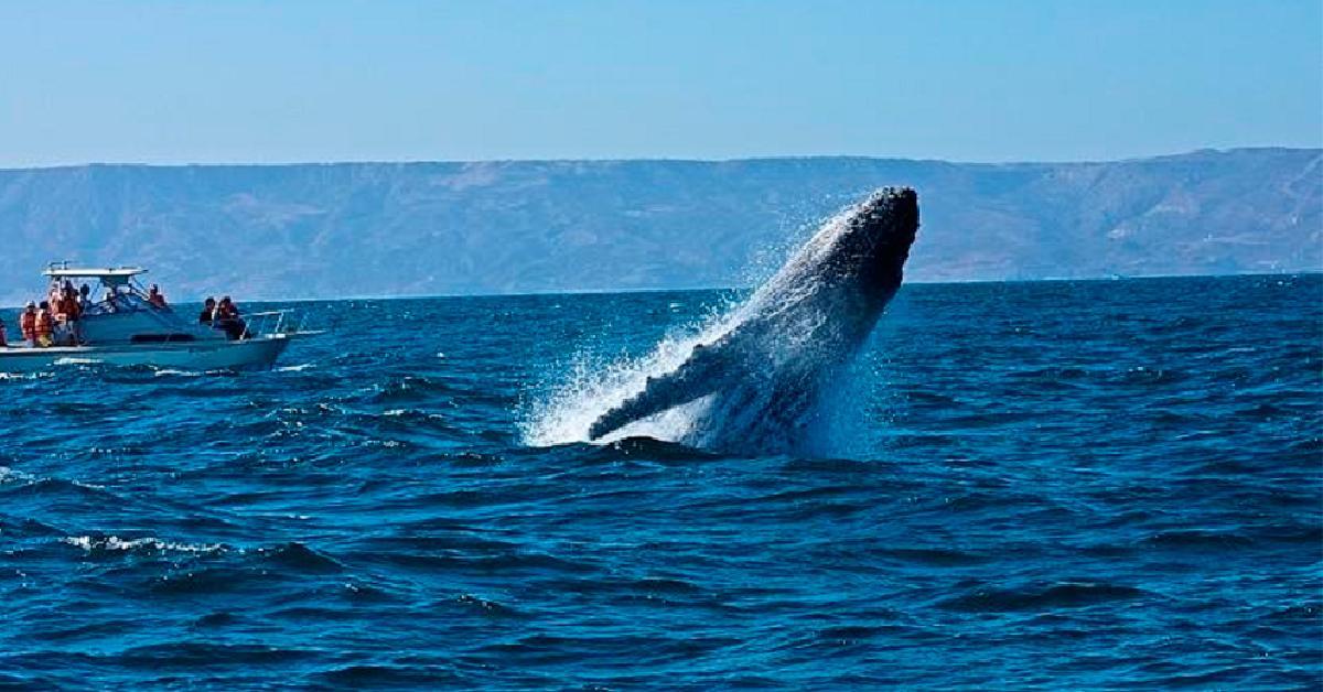ds ballenas