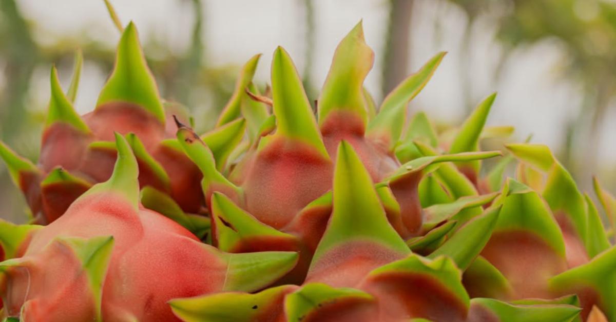 ds pitahaya
