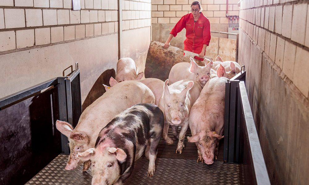 heraldo bioseguridad
