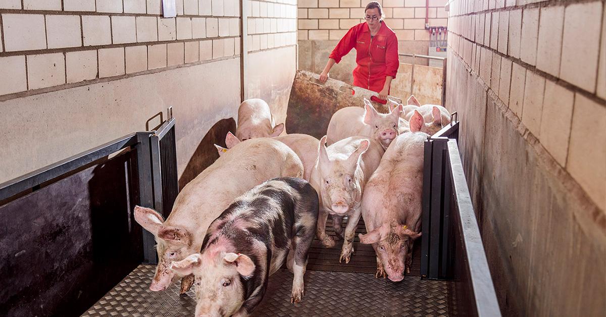 heraldo bioseguridad