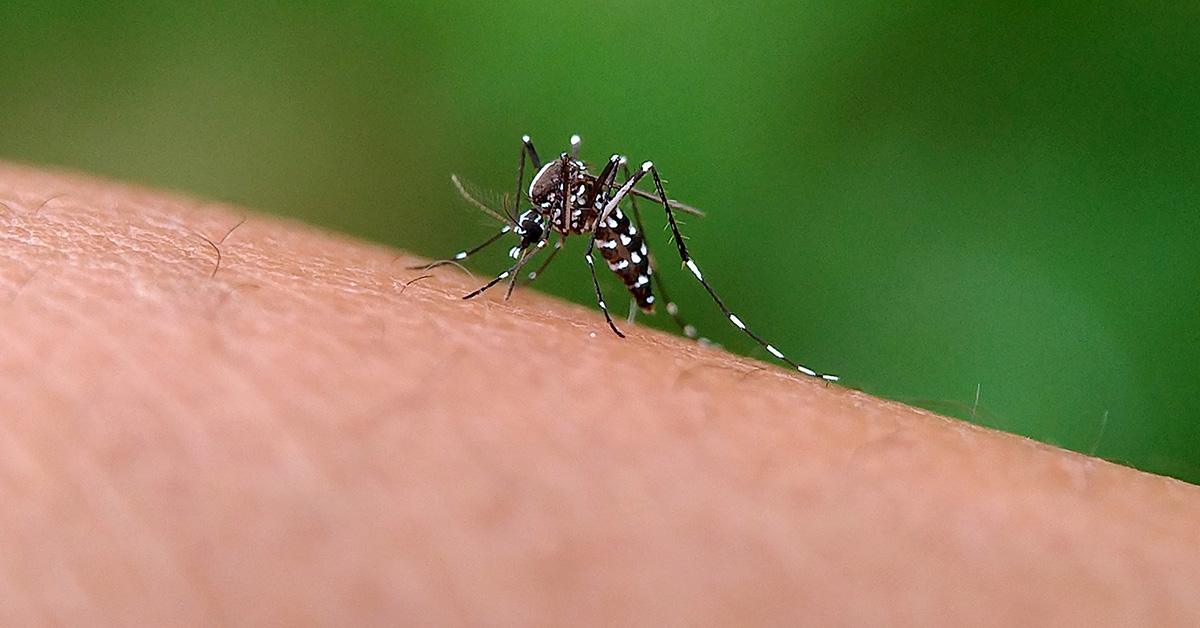 heraldo mosquito