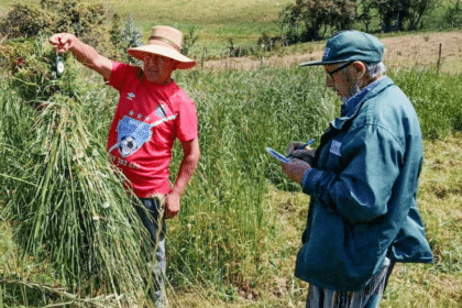 midagri campana