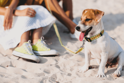 perro playa.jpg