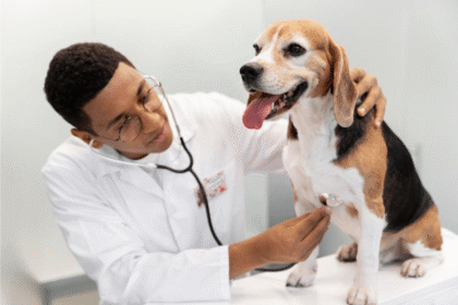 u leptospirosis